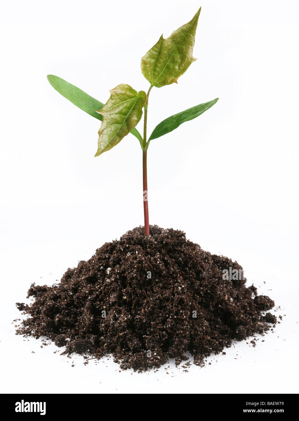 Burgeon du sol sur un fond blanc Banque D'Images