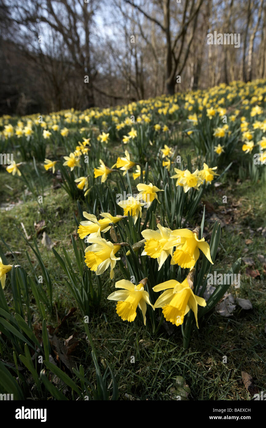 Les jonquilles sauvages Narcissus pseudonarcissus de Farndale UK Banque D'Images