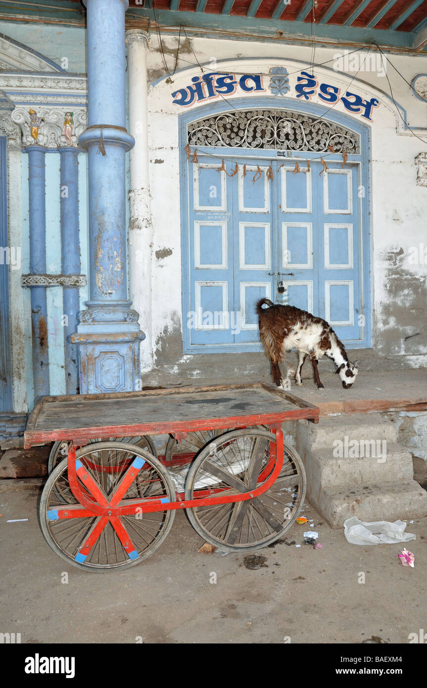 Le pâturage des chèvres dans la ville de Mandvi, Gujarat Banque D'Images
