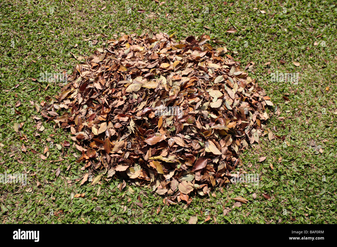 Les feuilles sèches se réunissent sur la pelouse Banque D'Images