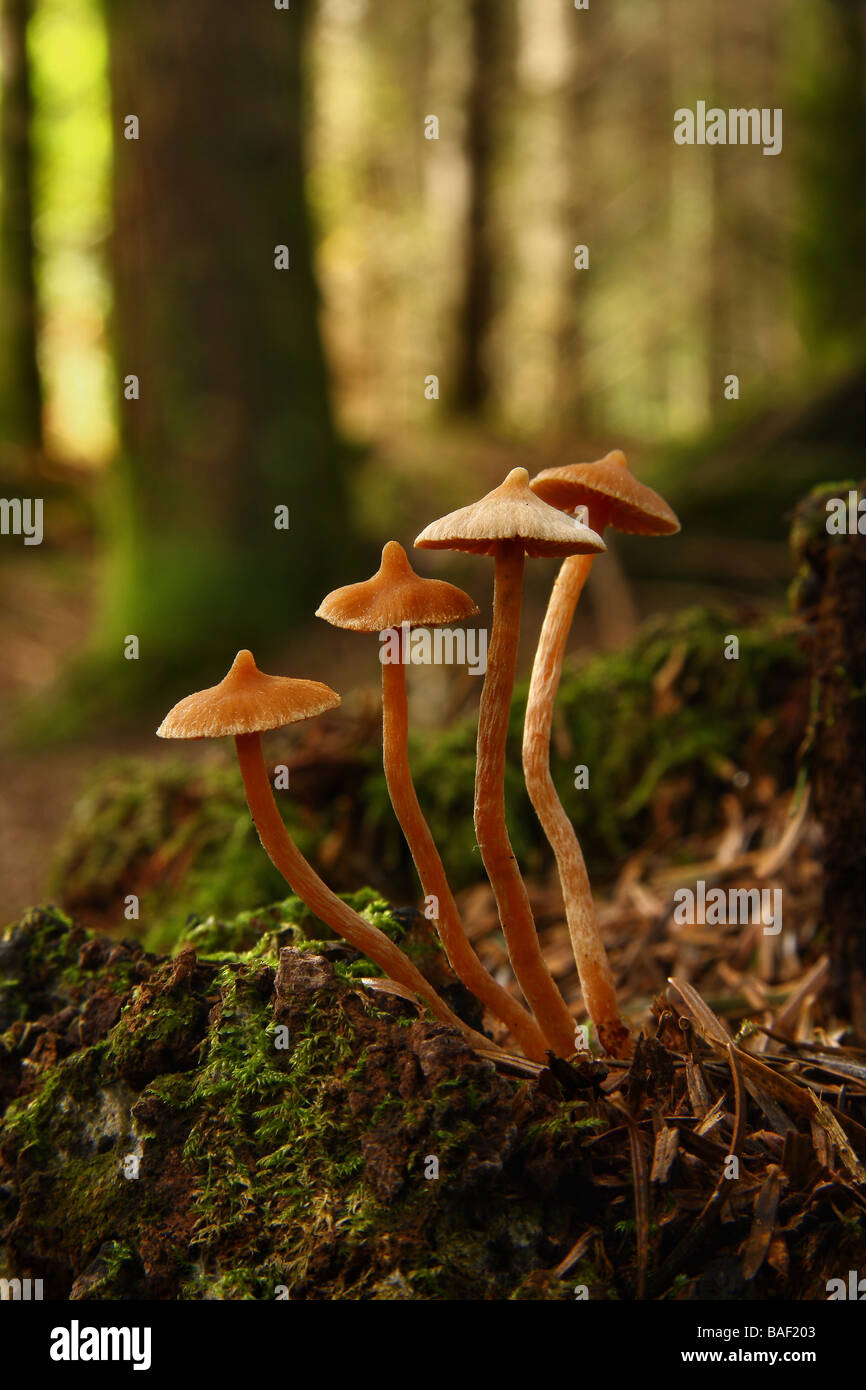 Quatre grands champignons poussant sur une vieille souche d'arbre dans les bois Limousin France Banque D'Images