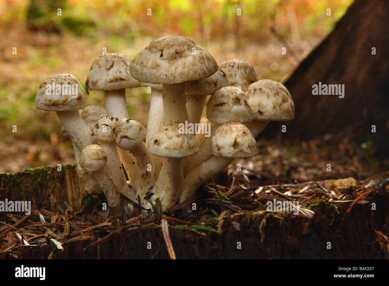 Un bouquet de champignons blancs sur une souche dans les bois Limousin France Banque D'Images