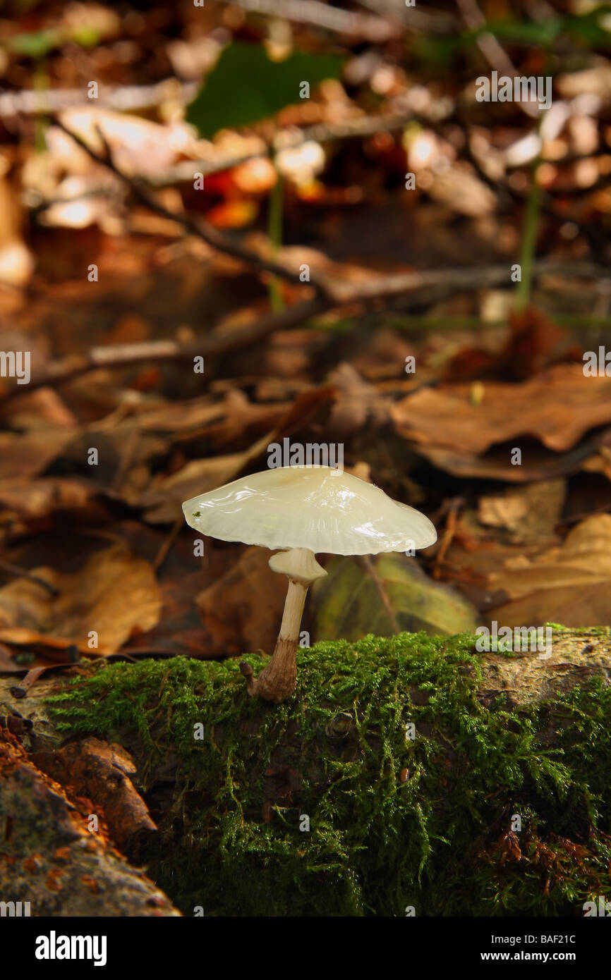 Un petit champignon de porcelaine Oudemansiella mucida croissant sur une branche tombée dans un bois Limousin France Banque D'Images