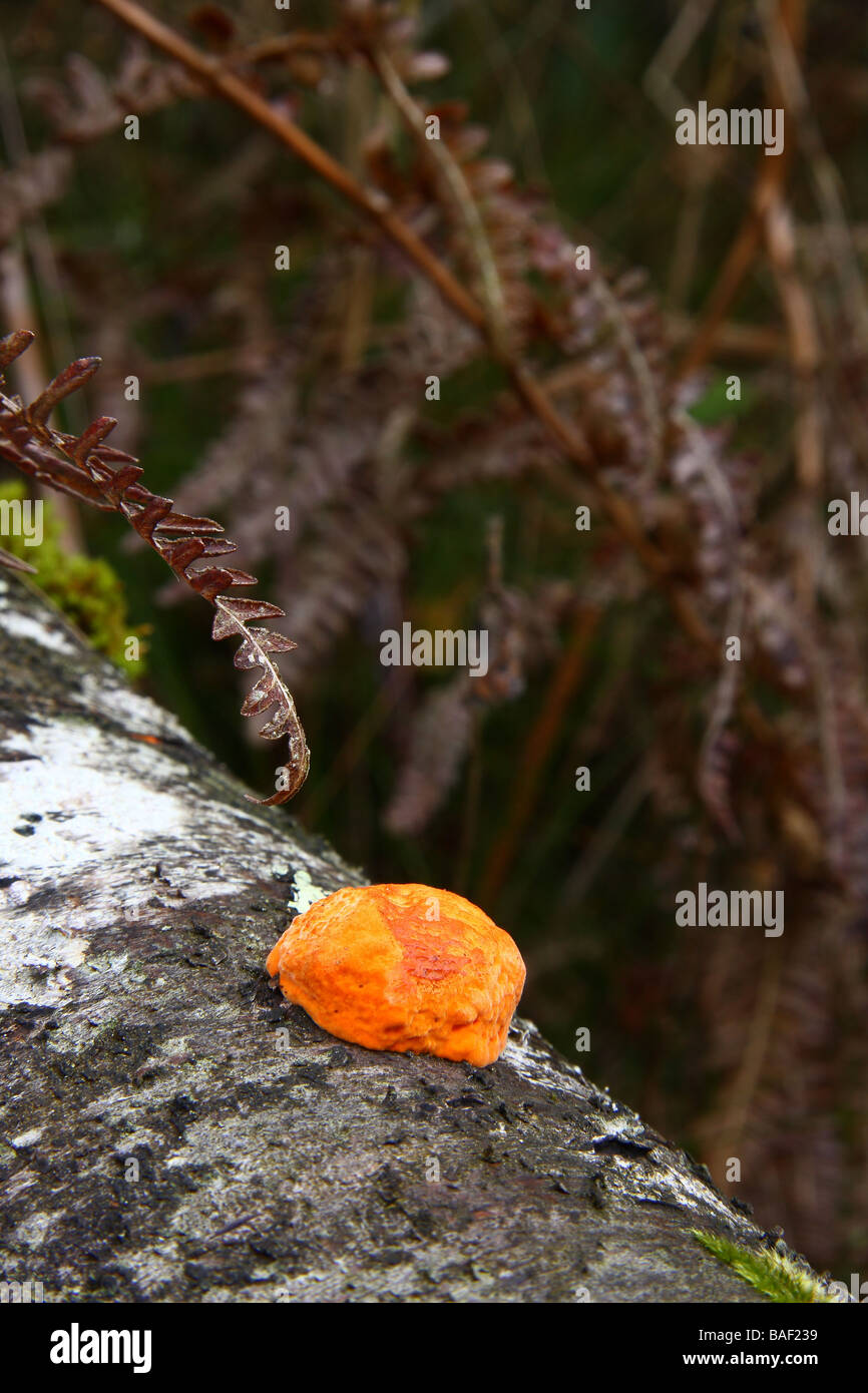 Un slime orange champignon poussant sur un arbre tombé Silver Birch Limousin France Banque D'Images