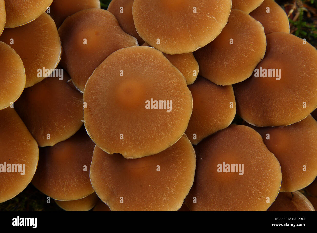 Close up des chapeaux de champignons certains Hypholoma capnoides Limousin France Banque D'Images