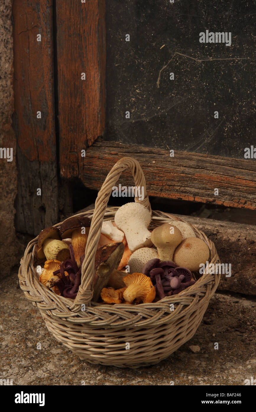 Un petit panier de divers champignons sauvages comestibles sur un rebord en pierre ancienne Banque D'Images