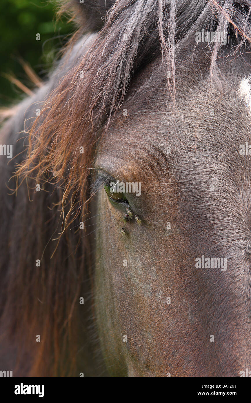 Un gros plan du côté d'une tête de cheval Limousin France Banque D'Images