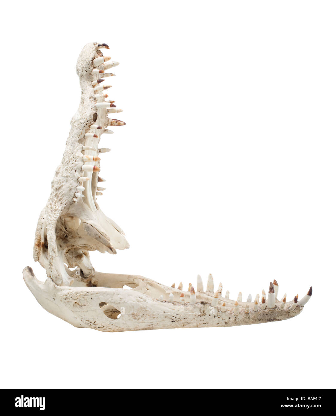 Les os du crâne,crocodile,squelette,tête,médical,science, Banque D'Images