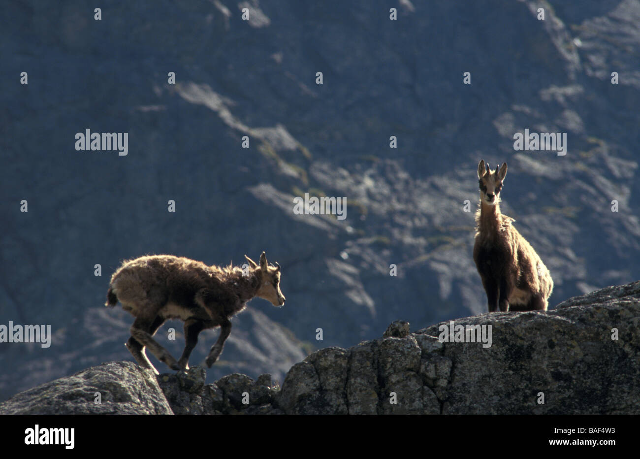 Chamois Rupicapra rupicapra dans les Hautes Tatras en Slovaquie Banque D'Images