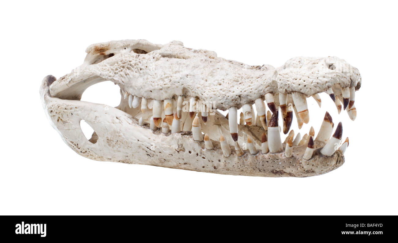 Les os du crâne,crocodile,squelette,tête,médical,science, Banque D'Images
