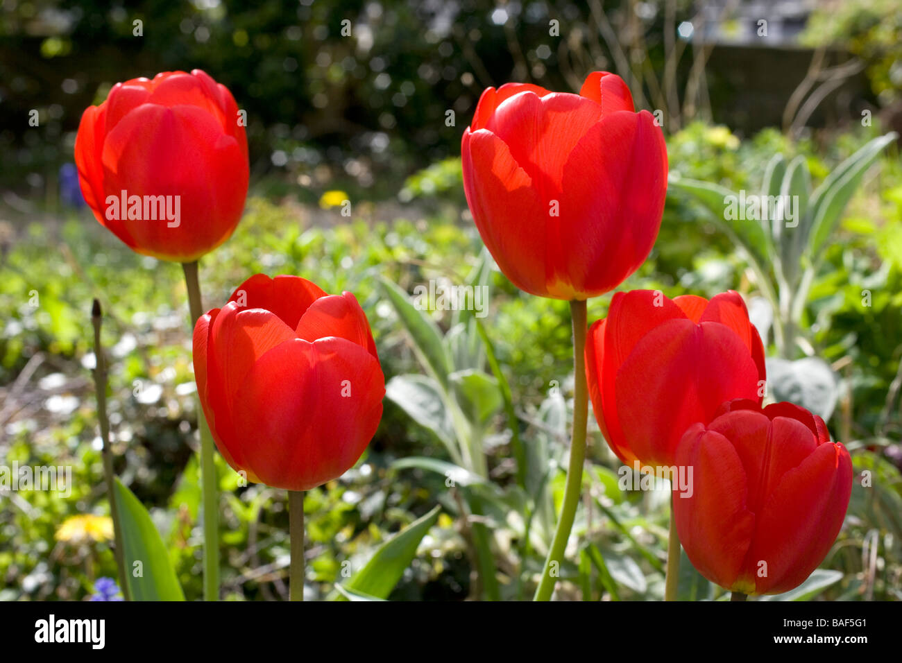 Tulipes tulipe,fleur,fleurs,rouge,flore,,botanique,botanic Banque D'Images