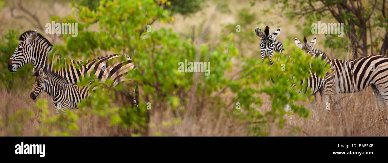 Un groupe de zebra avec un poulain, Kruger National Park, Afrique du Sud Banque D'Images