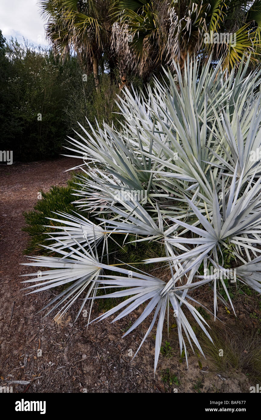 Les Jardins De La Tour Bok National Historic Landmark Lake Wales en Floride espèces de plante jardin sabal Serenoa repens Banque D'Images