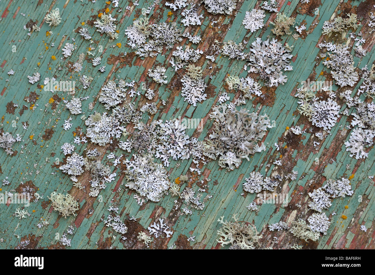 Lichens sur la vieille surface peinte Banque D'Images