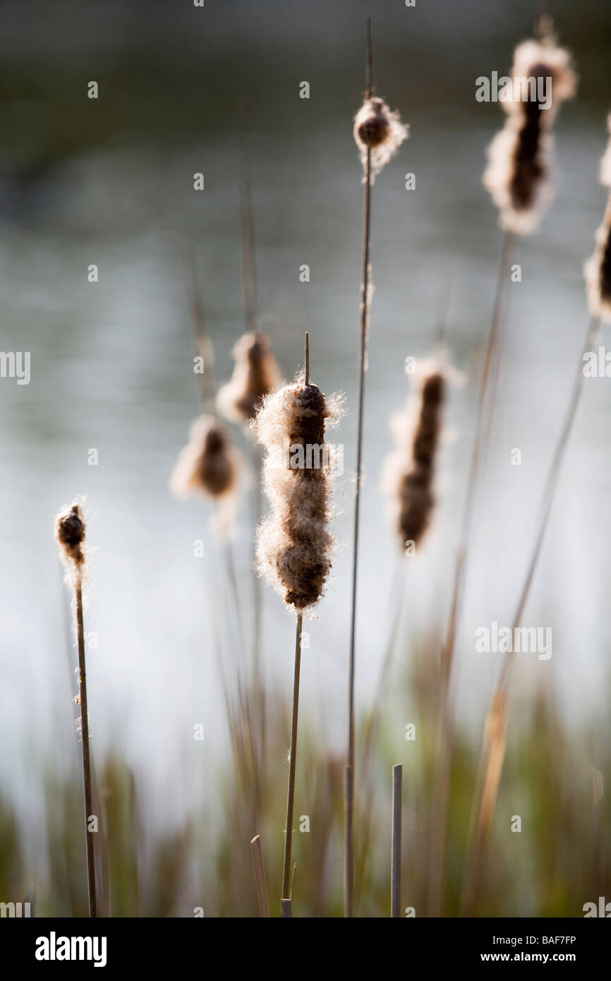 Scirpe Banque D'Images