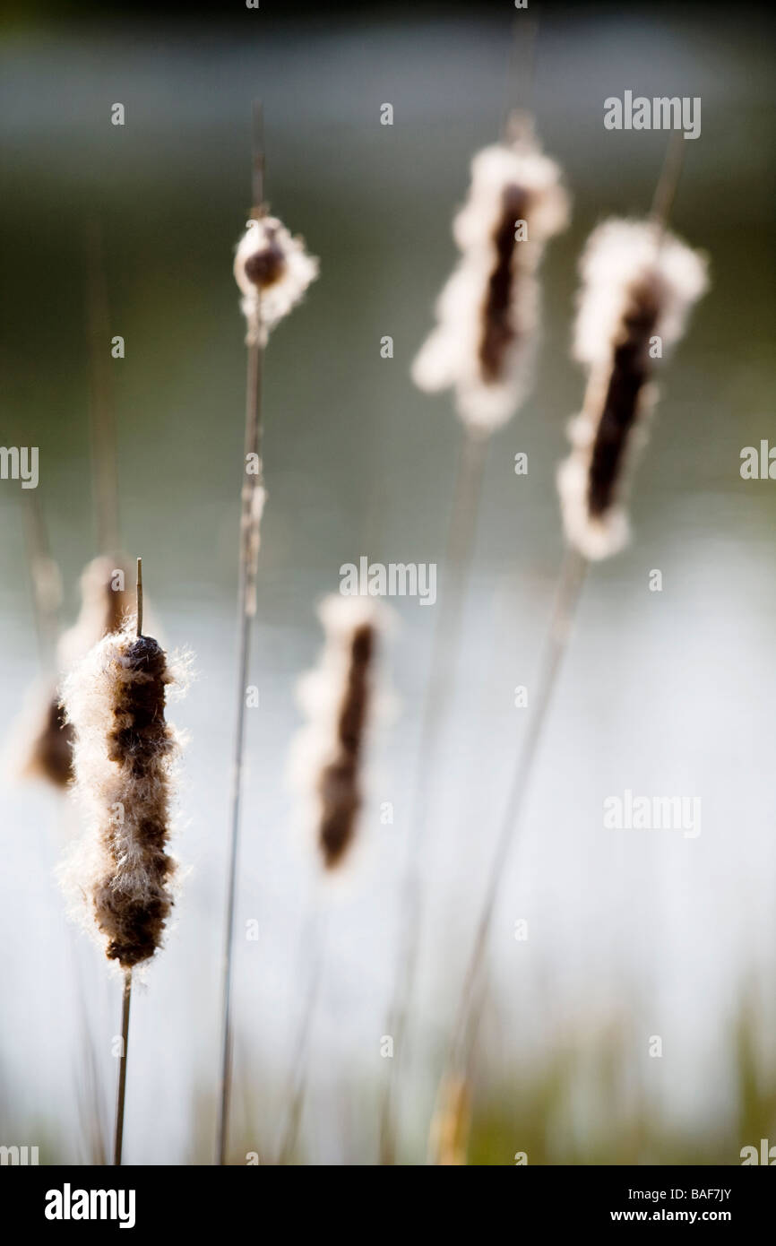 Scirpe Banque D'Images