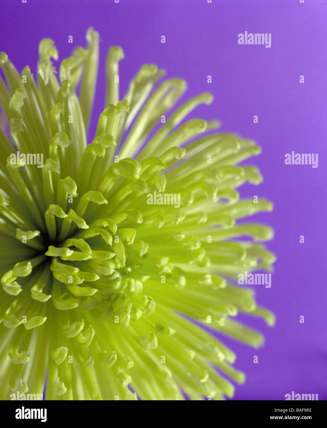 Chrysanthème vert fond violet Banque D'Images