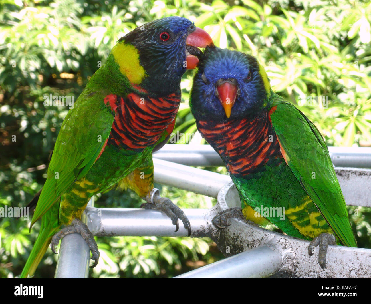 Les perruches à Singapour le parc des oiseaux Banque D'Images