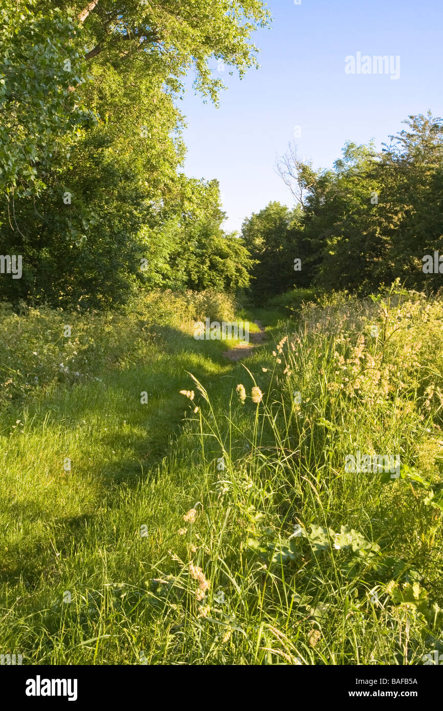 Sentier à travers Ham, commune par la Tamise, près de Teddington Lock pris tôt le matin, à la fin du printemps. Banque D'Images