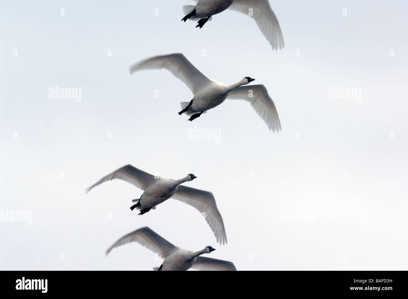 Le Cygne siffleur en vol 09225 Banque D'Images