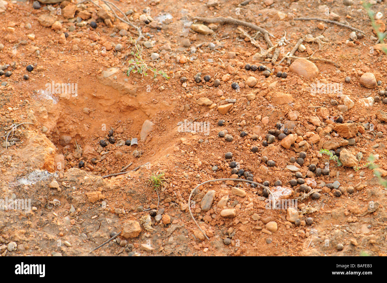 Latrines lapin Espagne Banque D'Images