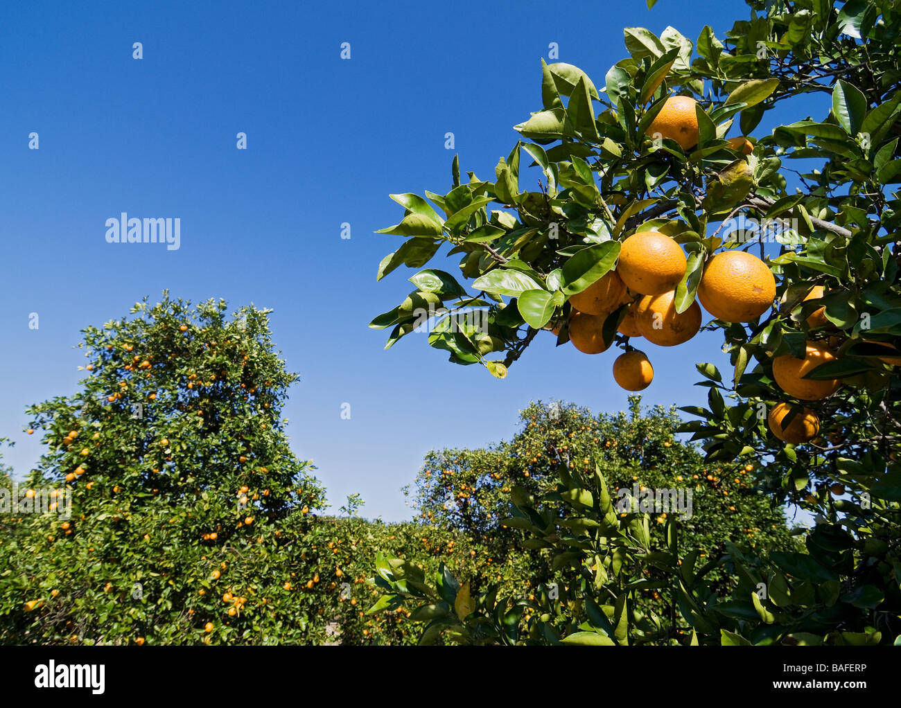 Les orangers à Lake Wales, en Floride. Banque D'Images