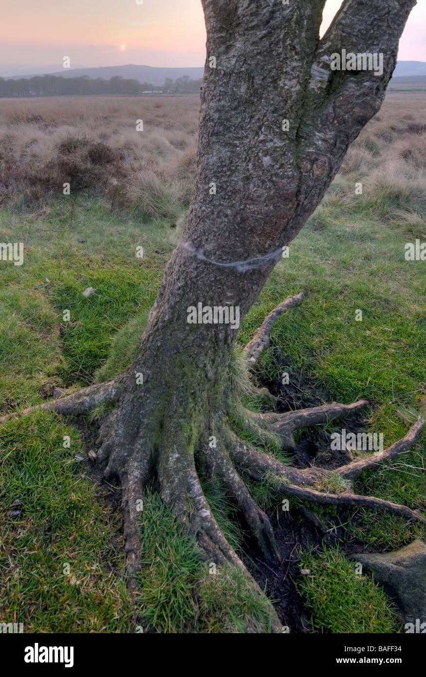 Les racines peu profondes sur une lande Birch Tree' Banque D'Images