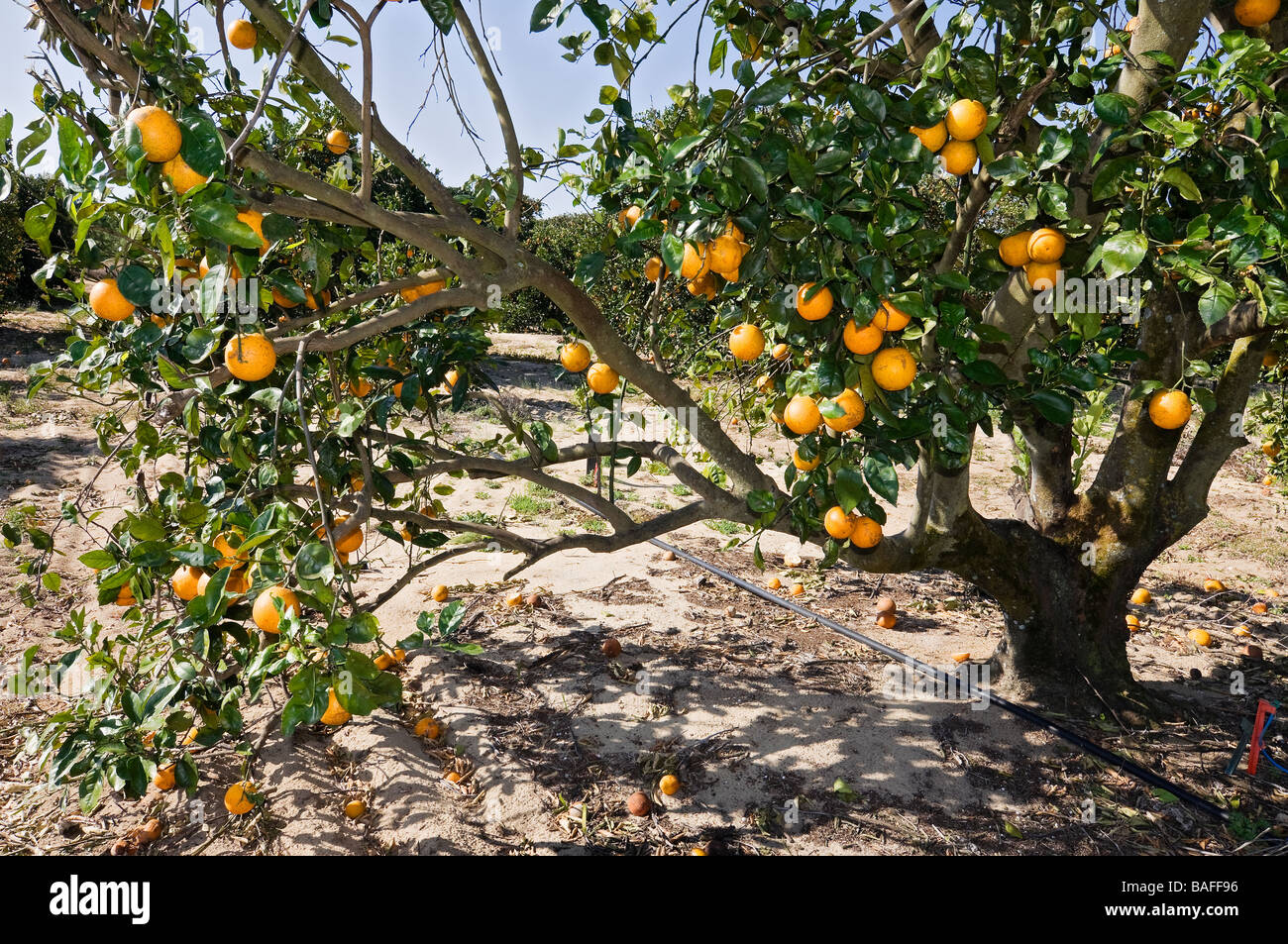 Les orangers à Lake Wales, en Floride. Banque D'Images