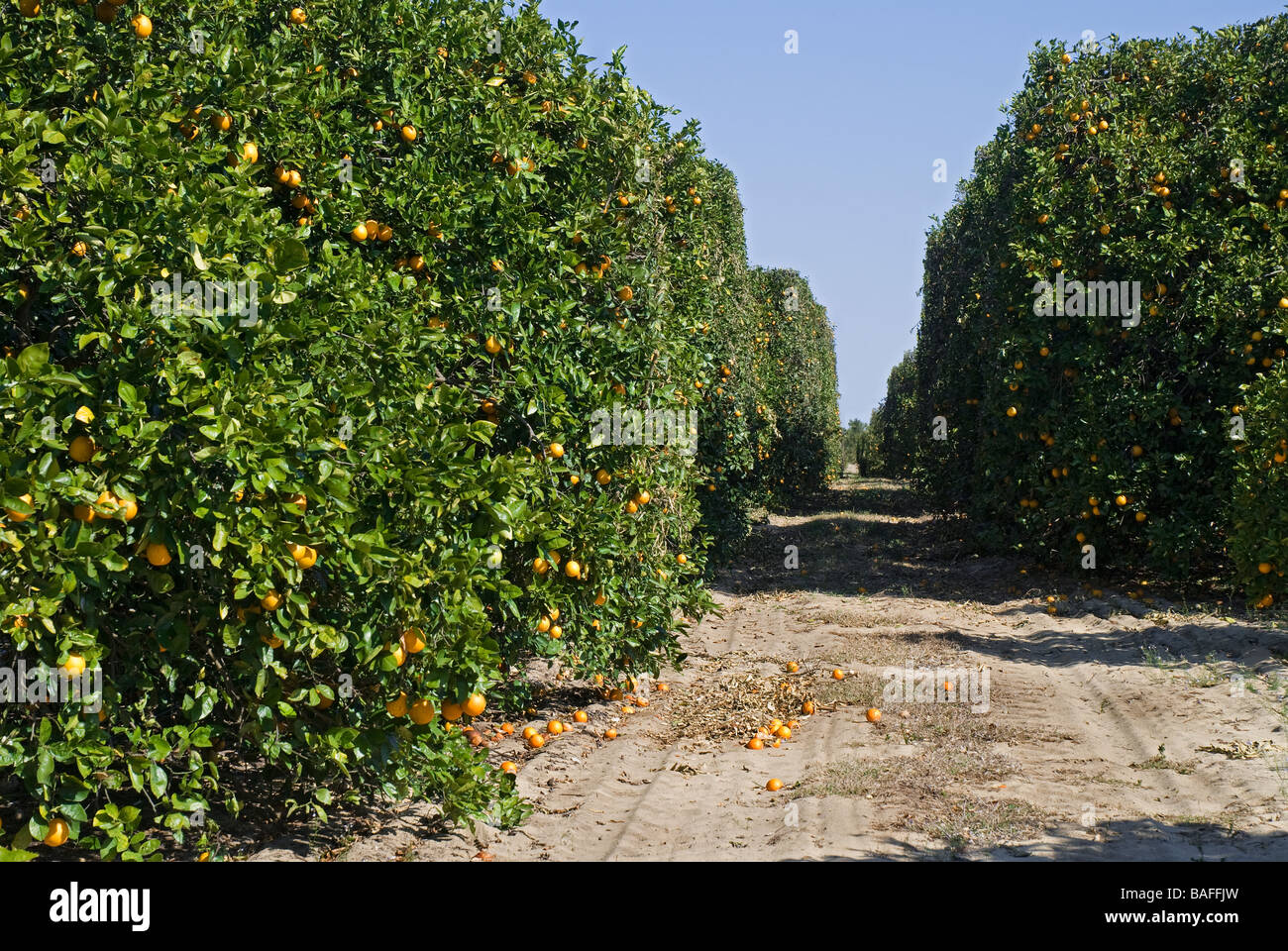 Les orangers à Lake Wales, en Floride. Banque D'Images Les orangers à Lake Wales, en Floride. Banque D'Images