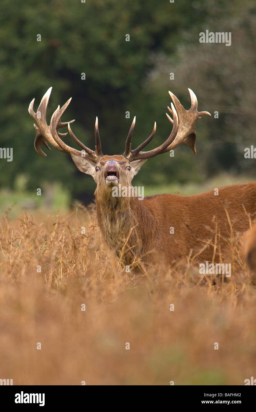 Red Deer (Cervus elaphus) Stag montrant le comportement de curling à lèvre Banque D'Images