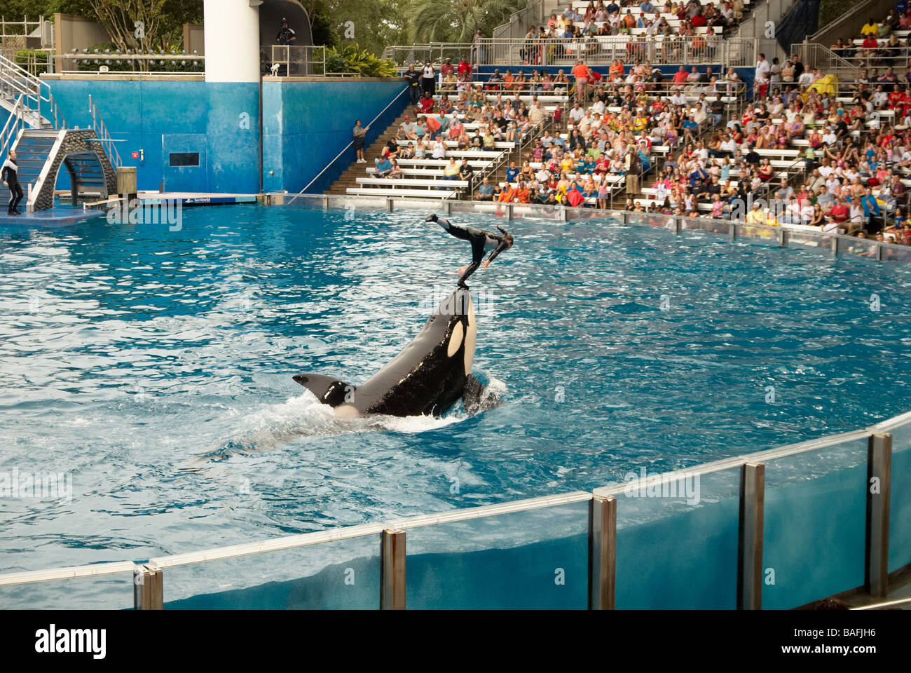 Shamu est le nom de scène de SeaWorld's iconic Orca épaulard show. Prise en Floride, États-Unis d'Amérique. Banque D'Images