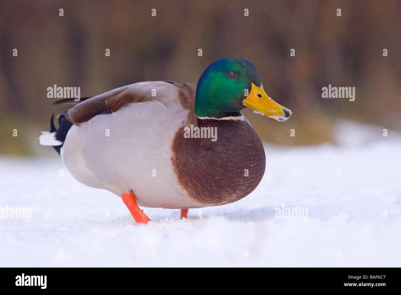 Canard colvert se nourrir dans la neige Lincolnshire du Nord Royaume Uni Banque D'Images