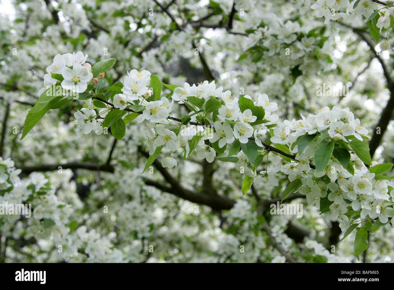 Japanese flowering Crabapple, Malus floribunda, Rosaceae, Japon Banque D'Images