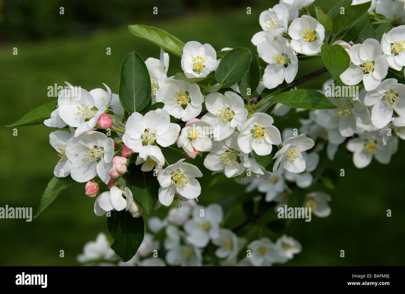 Japanese flowering Crabapple, Malus floribunda, Rosaceae, Japon Banque D'Images