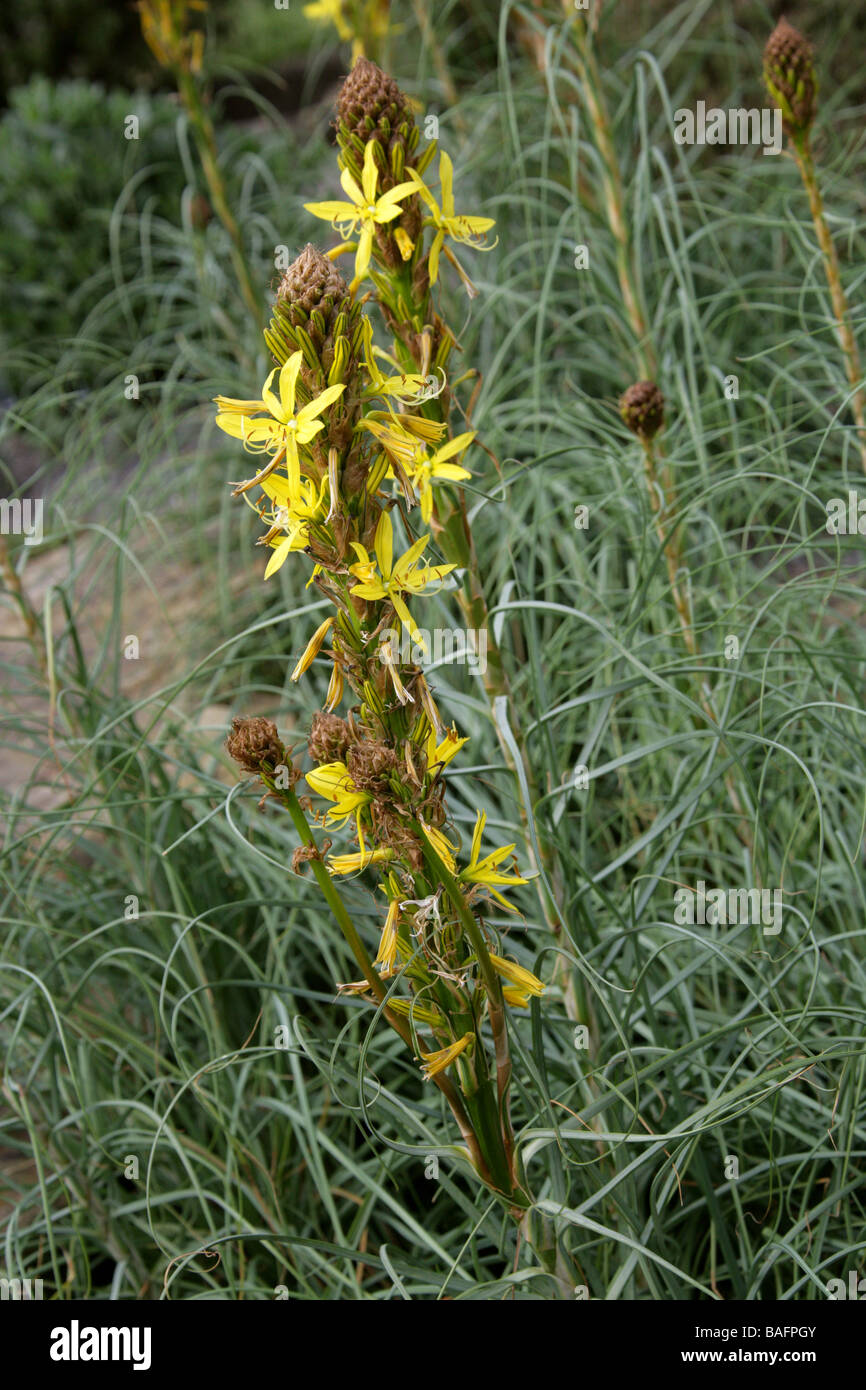 Asphodèle jaune, lance du roi ou Jacob's Rod, Asphodelus lutea, Asphodelaceae Banque D'Images