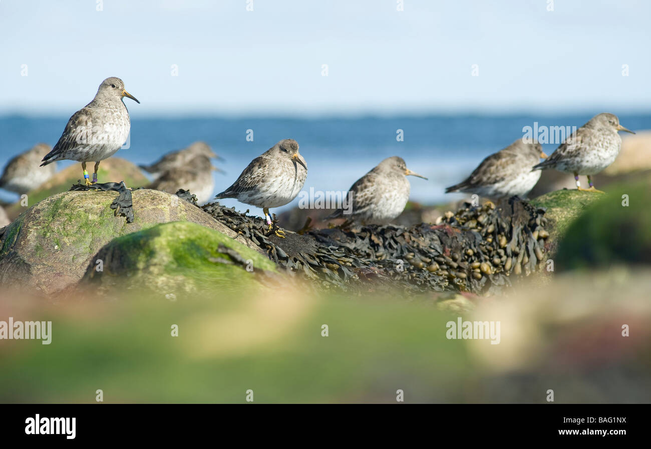 Bécasseau violet troupeau, Nidingen, Suède Banque D'Images