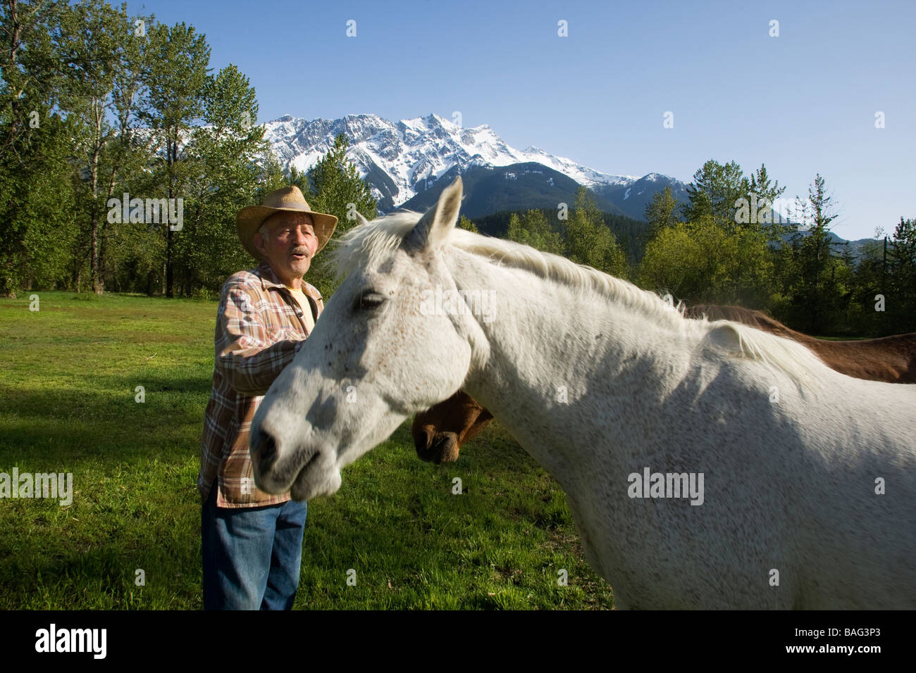 Cowboy qui tend à ses chevaux Pemberton British Columbia Canada Banque D'Images
