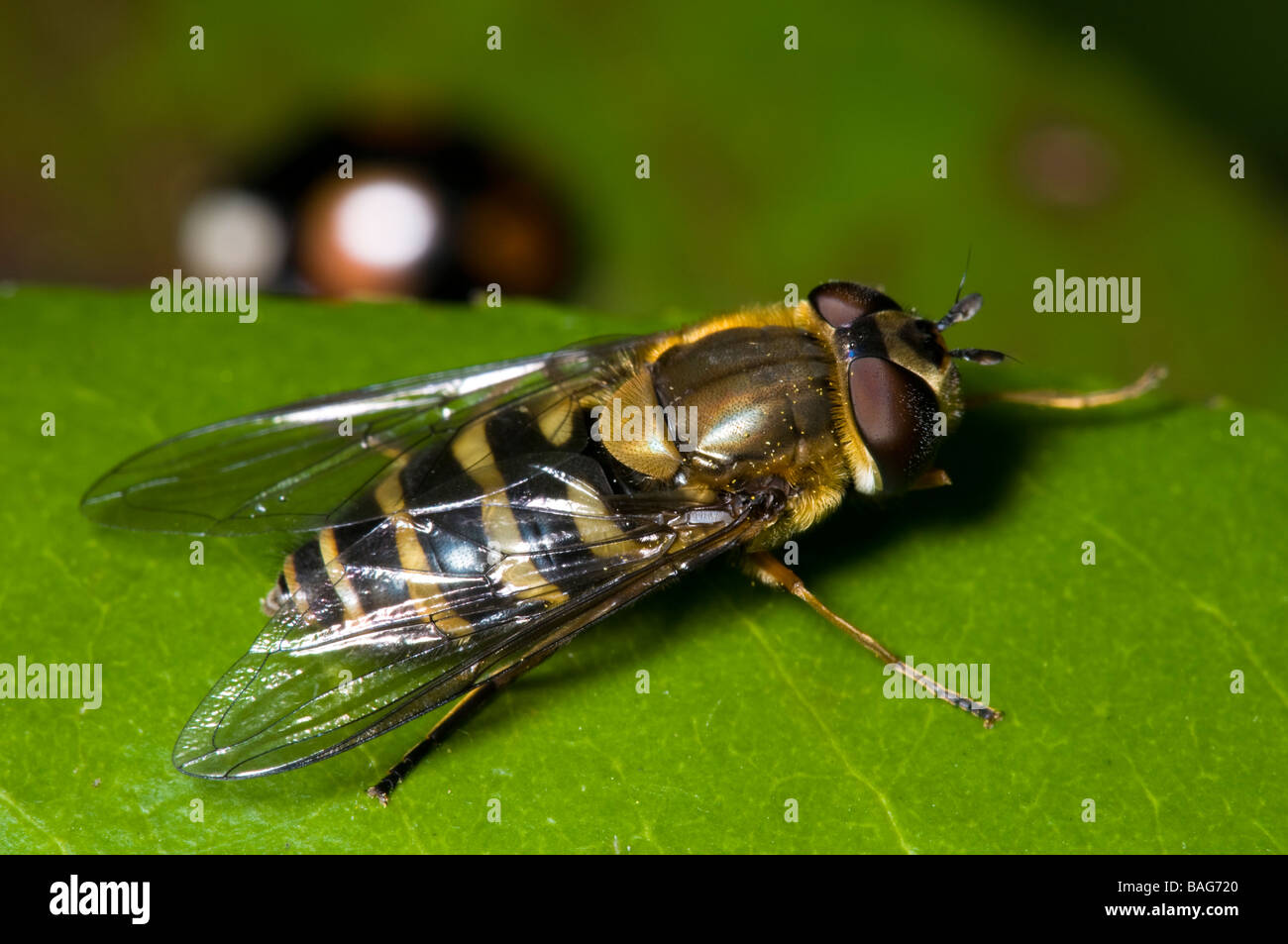 Syrphidae Banque D'Images