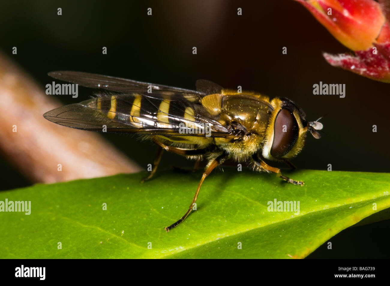 Syrphidae Banque D'Images