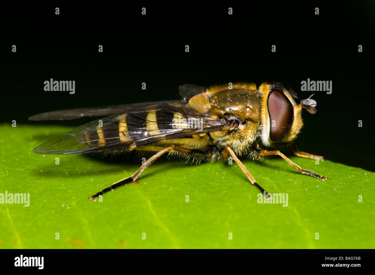 Syrphidae Banque D'Images