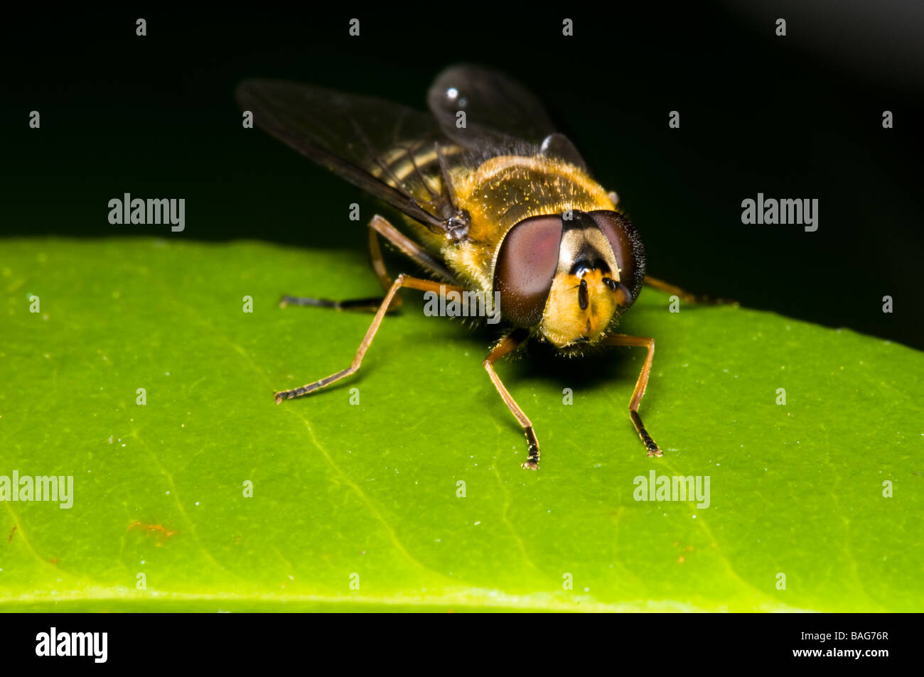 Syrphidae Banque D'Images