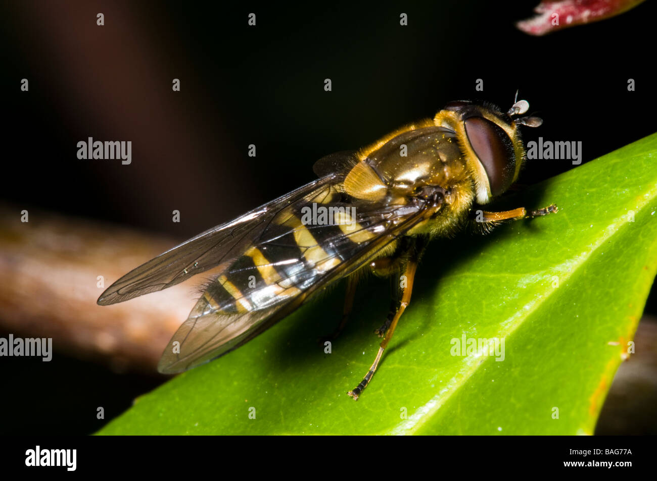 Syrphidae Banque D'Images