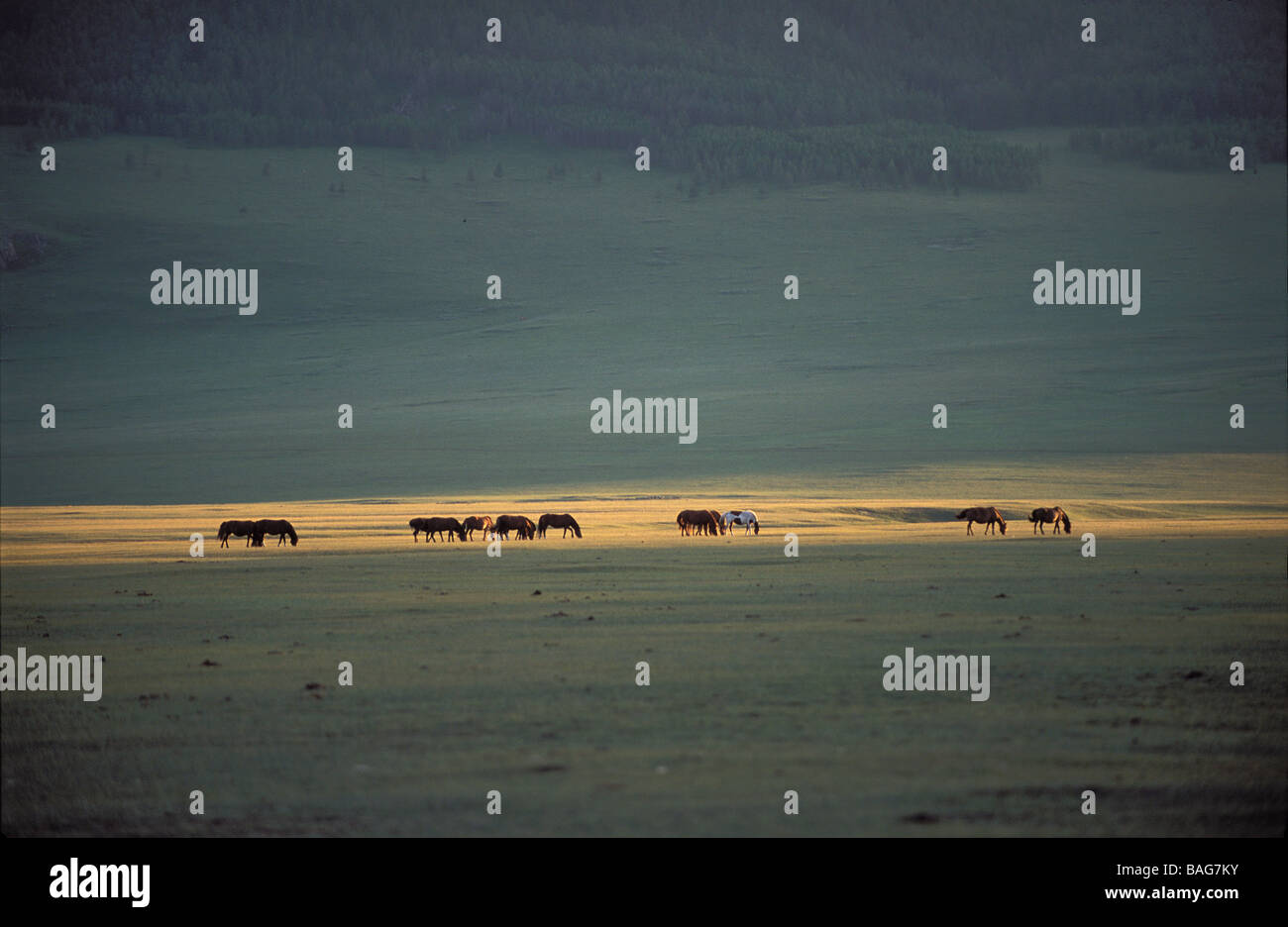 La Mongolie, province Arkhangai, Hotont District, troupeau de chevaux dans la steppe Banque D'Images