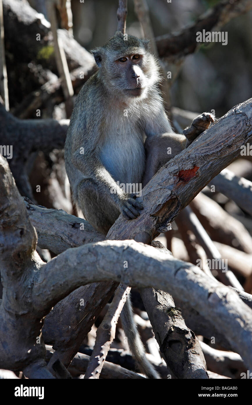 Macaque à longue queue, de manger du crabe (Macaca fascicularis Macaque, Macaca irus) dans les mangroves Banque D'Images