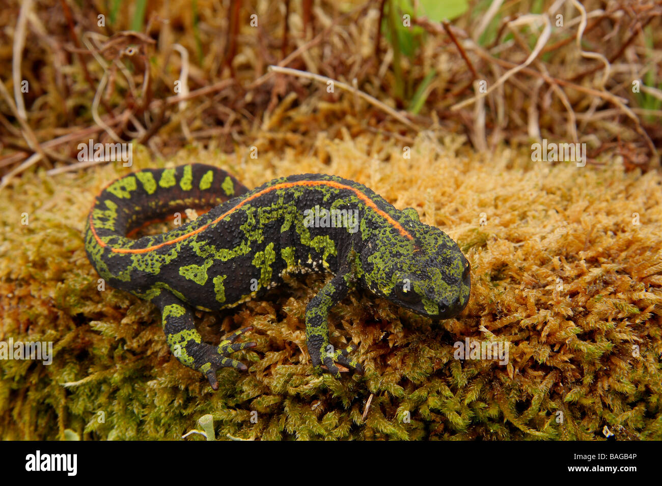 Un sol en Newt on un mur de pierre couvert de mousse épais Limousin France Banque D'Images