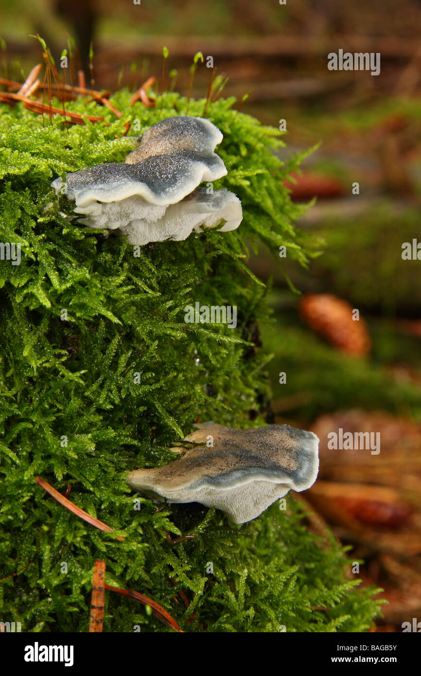 Deux petits groupes de Tyromyces caesius champignons support sur une souche d'arbre couverts de mousse dans pinède Limousin France Banque D'Images
