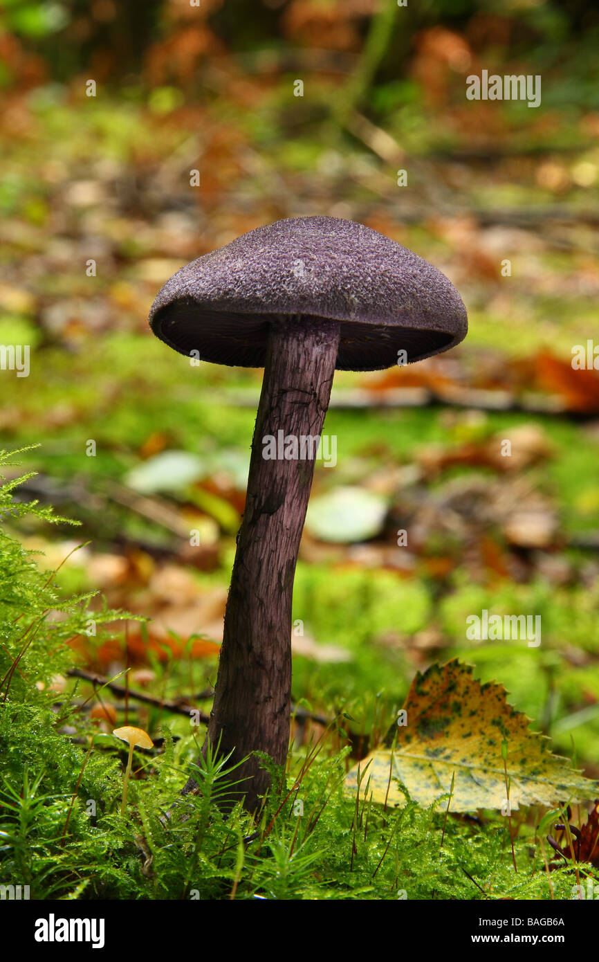 Un grand séducteur champignon ectomycorhizien Laccaria amethystea améthyste sur un sol de la forêt moussue Limousin France Banque D'Images