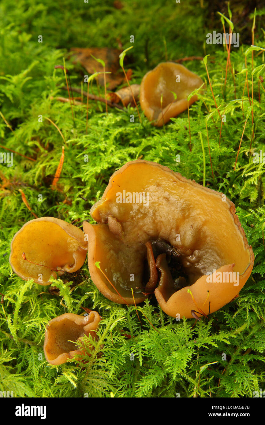 Plusieurs Otidea alutacea champignons poussant sur un lit de mousse, Limousin France Banque D'Images
