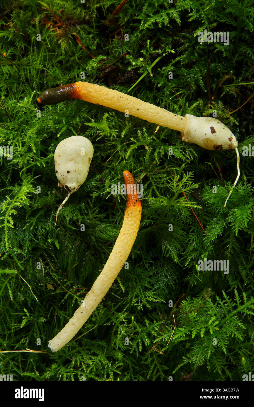 Deux champignons Mutinus caninus chien Phalle impudique disposés sur la mousse avec un oeuf non ouvert Banque D'Images