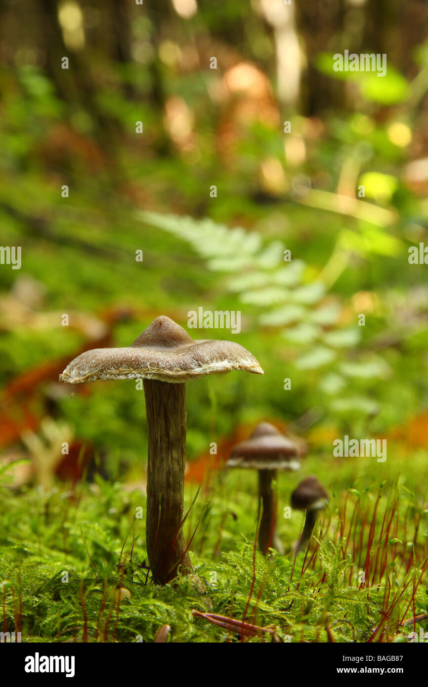 Trois petits champignons poussant non identifiés dans la forêt moussue Limousin France Banque D'Images